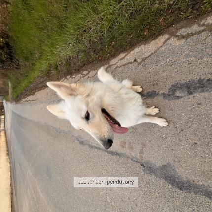 Photo 1/1 Chien trouvé Trouvé à Messimy
