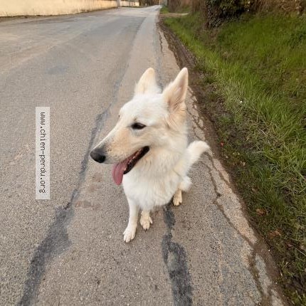 Photo 1/1 Chien trouvé Trouvé à Messimy