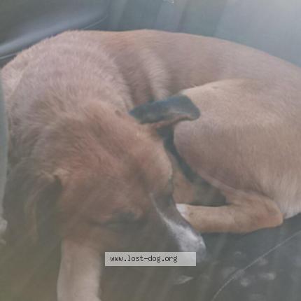 Photo de chien trouvé à Perris