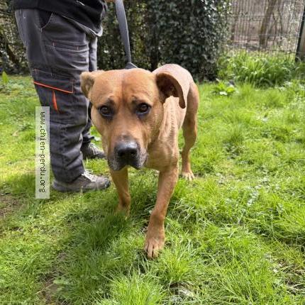 Photo 1/1 Chien trouvé Trouvé à Tulle