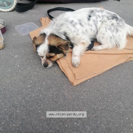 Photo 1/1 Chien trouvé Trouvé à Paris 17