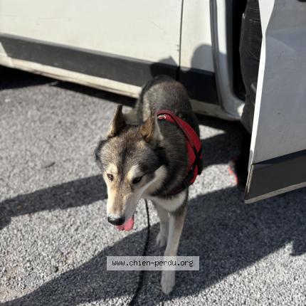 Photo 1/1 Chien retrouvé Perdu à Chateau Thierry