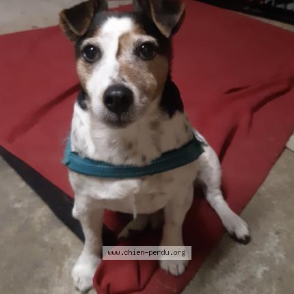 Photo 1/1 Chien retrouvé Trouvé à Pledran