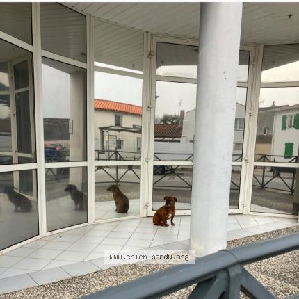 Photo 1/1 Chien trouvé Trouvé à Clavette