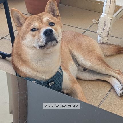 Photo 1/1 Chien retrouvé Perdu à Champigny sur marne