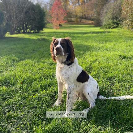 Photo 1/1 Chien retrouvé Perdu à Saint just