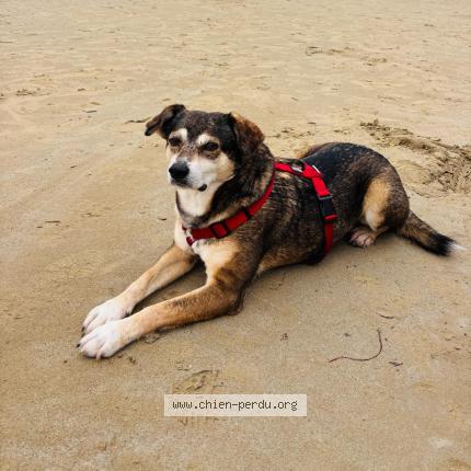 Photo 1/1 Riva Chien perdu à Equemauville