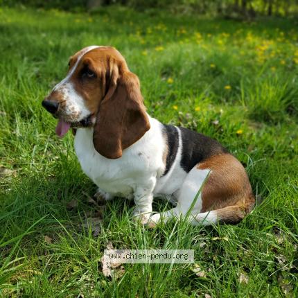 Photo 1/2 Lady Chien perdu à Herblay sur seine