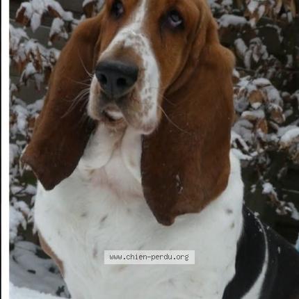 Photo 2/2 Lady Chien perdu à Herblay sur seine