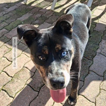 Photo 1/1 Chien trouvé Trouvé à Chaze sur argos