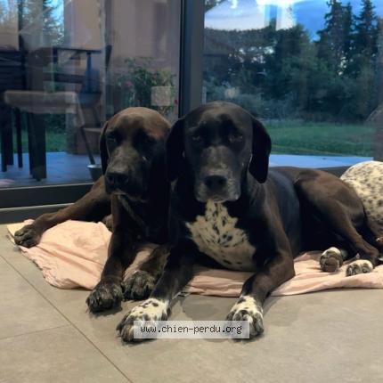 Photo 1/1 SNOOKY Chien perdu à Caumont sur durance