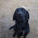 Photo de chien perdu à Guenroc