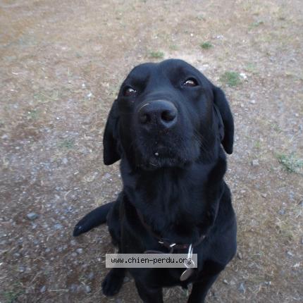 Photo 1/1 Oscar Chien perdu à Guenroc