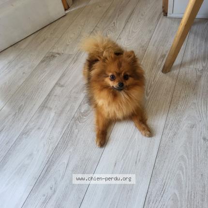 Photo 1/1 Poopy Chien perdu à Orange