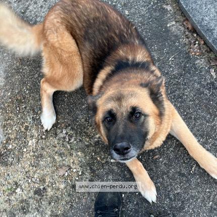 Photo de chien perdu à Ozoir La Ferriere