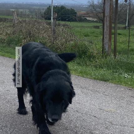 Photo 1/1 Chien trouvé Trouvé à Vougy