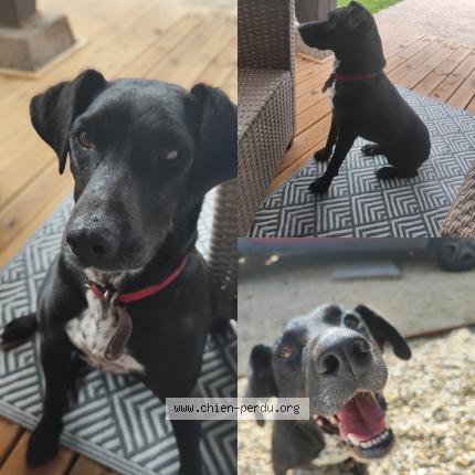 Photo 1/1 Oba Chien perdu à Le mas d agenais