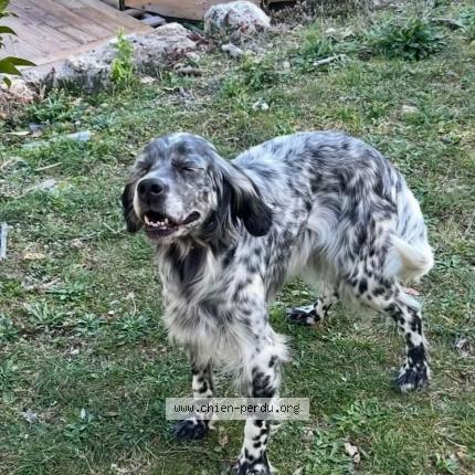 Photo 1/1 Nola Chien perdu à Clavier bargemon callas