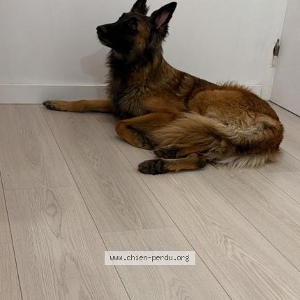 Photo 1/1 Chien retrouvé Trouvé à Audun Le Tiche