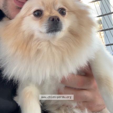 Photo 1/1 Léo Chien perdu à Bromont