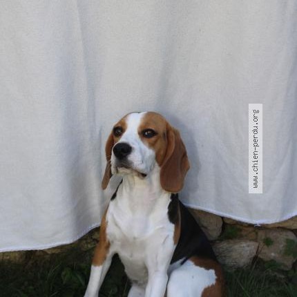 Photo 1/1 Chien retrouvé Perdu à Louville la chenard