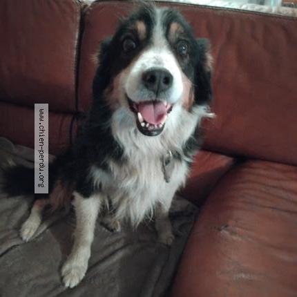 Photo 1/1 Chien retrouvé Trouvé à Josselin