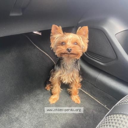 Photo 1/1 SIMBA Chien perdu à Sagone