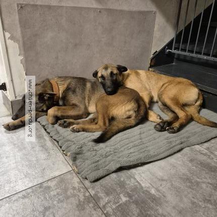 Photo 1/1 Attila Chien perdu à Lucee sous ballon