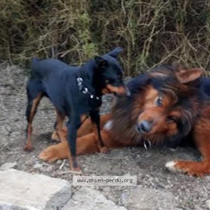 Photo 1/1 Chien retrouvé Perdu à La Foret Sur Sevre