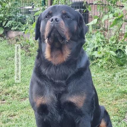 Photo 1/1 Sisko Chien perdu à Sainte ceronne les mortagne