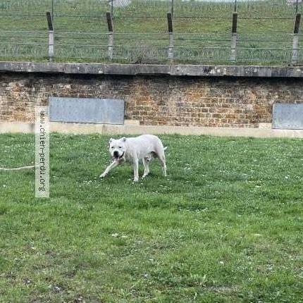 Photo 1/1 Chien trouvé Trouvé à Kremlin bicetre