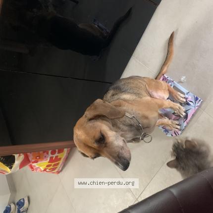 Photo 1/1 Daisy Chien perdu à Louroux de bouble