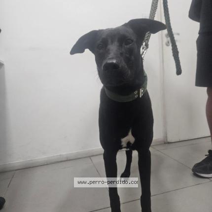 Photo de chien trouvé à Caba