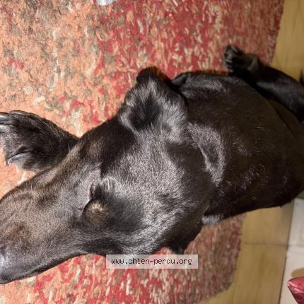 Photo 1/1 Chien trouvé Trouvé à Sete