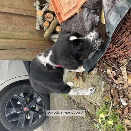 Photo 1/1 Chien trouvé Trouvé à Mouscardes