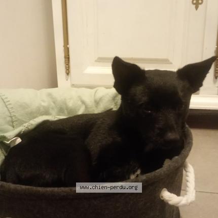 Photo 1/1 Chien retrouvé Perdu à Aubignan