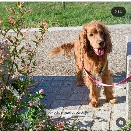 Photo 1/1 Coockie Chien perdu à Saint prive