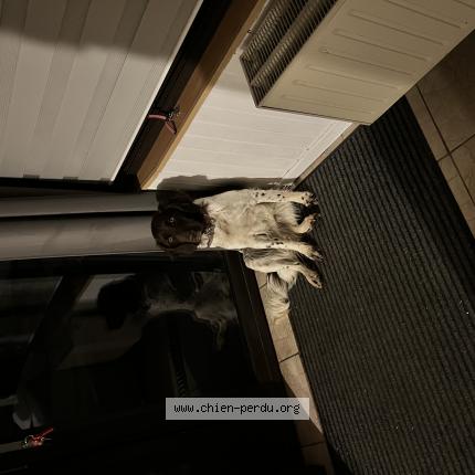 Photo 1/1 Chien trouvé Trouvé à Viriat