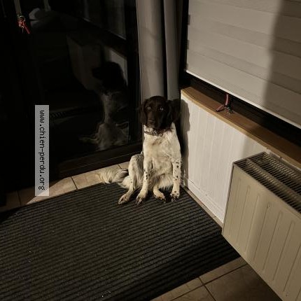 Photo 1/1 Chien trouvé Trouvé à Viriat