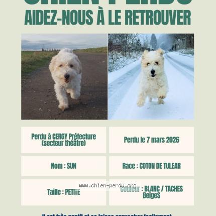 Photo 2/3 Sun Chien perdu à Cergy