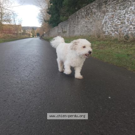 Photo 3/3 Sun Chien perdu à Cergy