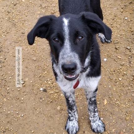 Photo 1/1 Orion Chien perdu à Istres