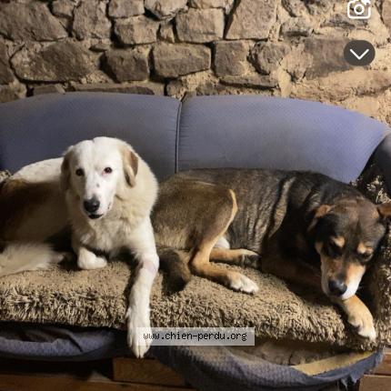 Photo 1/1 Chien retrouvé Perdu à Uxeau