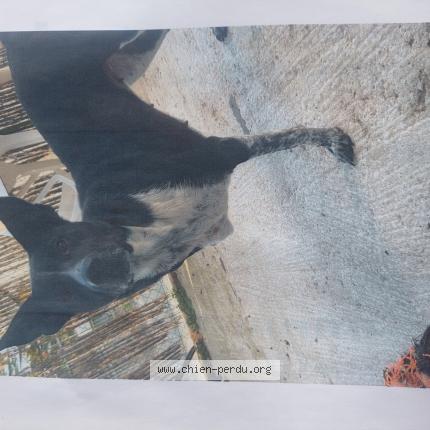 Photo 1/1 TINA Chien perdu à La devise