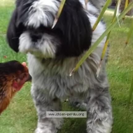 Photo 1/1 Mirtille Chien perdu à Pontivy