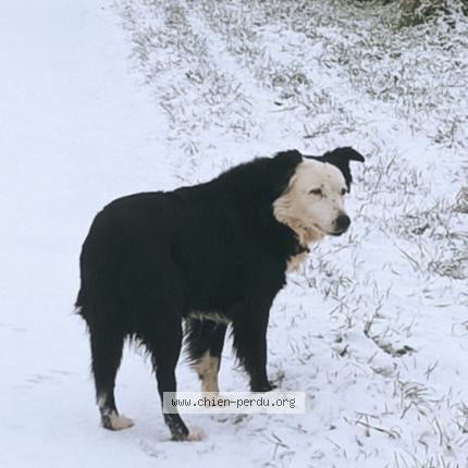 Photo 1/1 Chien retrouvé Perdu à St sauvant
