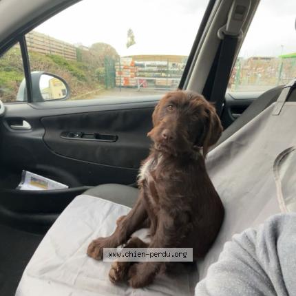 Photo 1/1 Arlette Chien perdu à Chenay le chatel