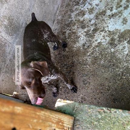 Photo 1/1 Chien trouvé Trouvé à Huille