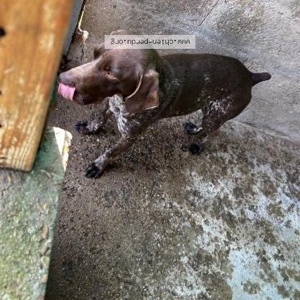 Photo 1/1 Chien trouvé Trouvé à Huille