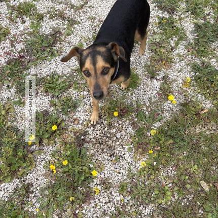 Photo 1/1 Chien retrouvé Trouvé à Chateauneuf les martigues